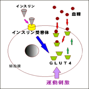 糖尿病と加圧トレーニング